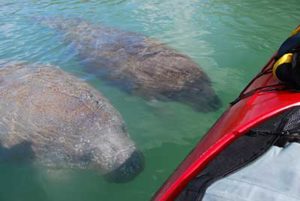 Manatees on Sarasota kayak tour