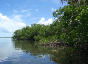 mangroves