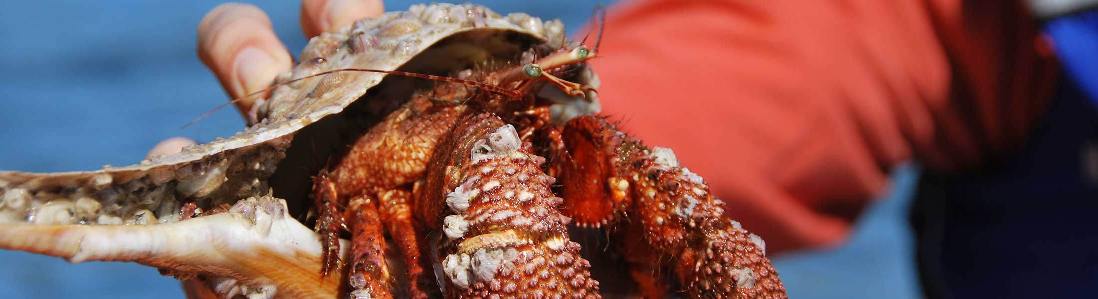 Sealife encounter during kayak tour