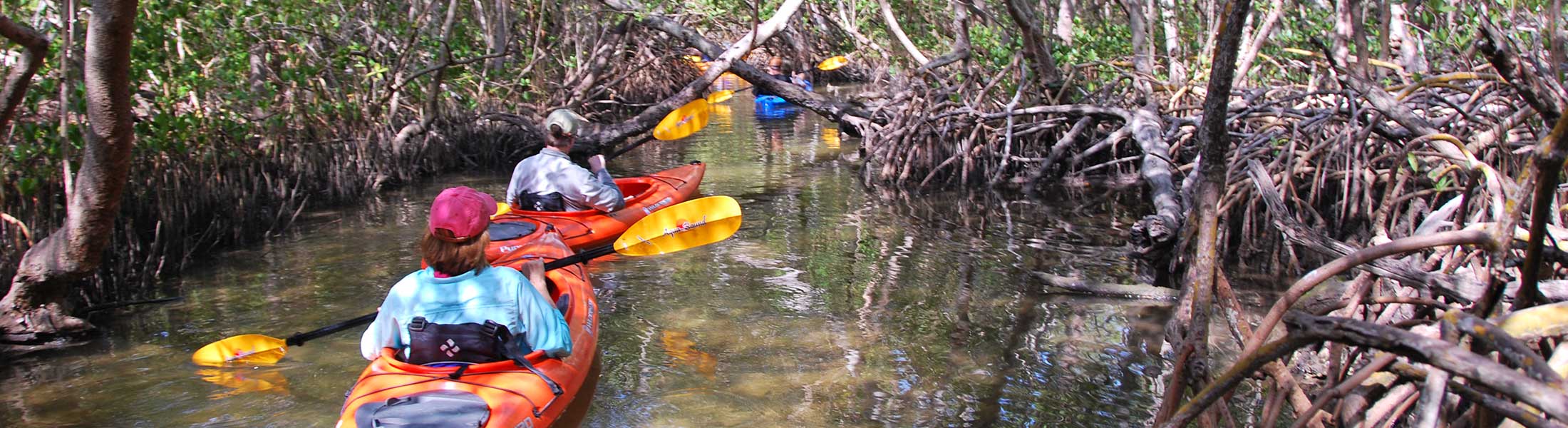 Kayakers in the Sarasota Mangrove Tunnel