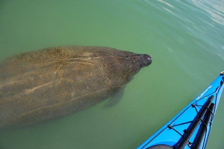 Manatee swimming along side a kayak