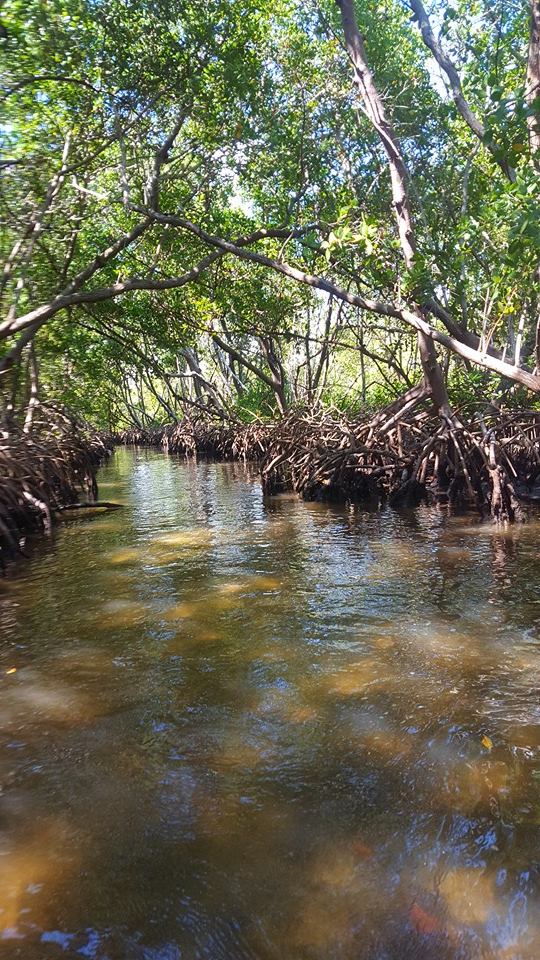 Exotic Mangrove Tunnels