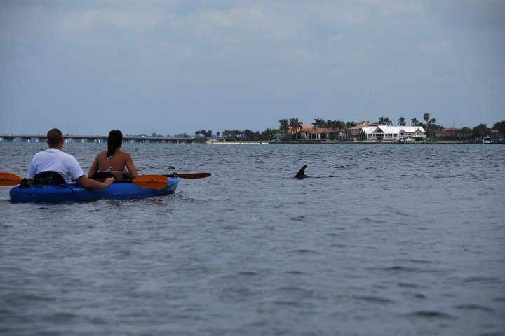 Dophin checking out the kayakers