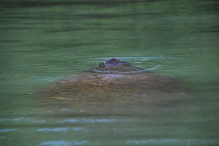 Manatee peeking up out of the water
