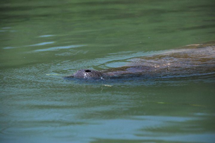 Manatee surfacing for some air