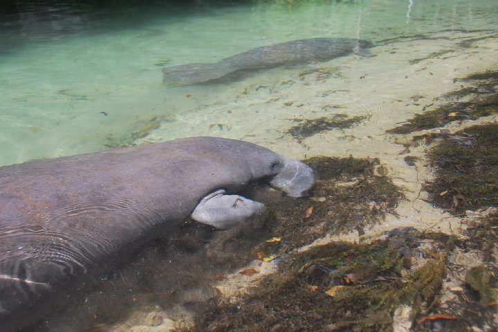 Manatees in the shallow Sarasota waters