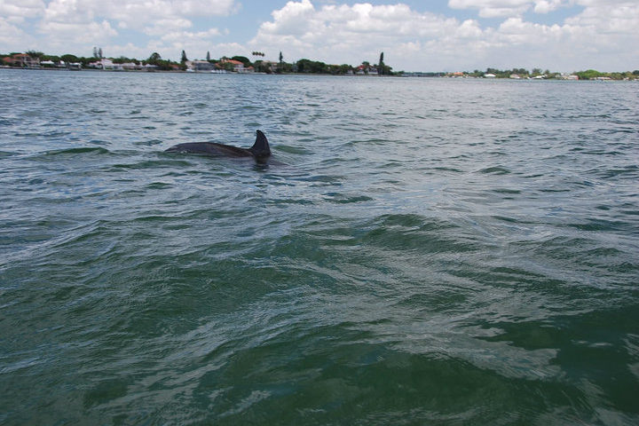 Dolphin surfacing in Sarasota Bay