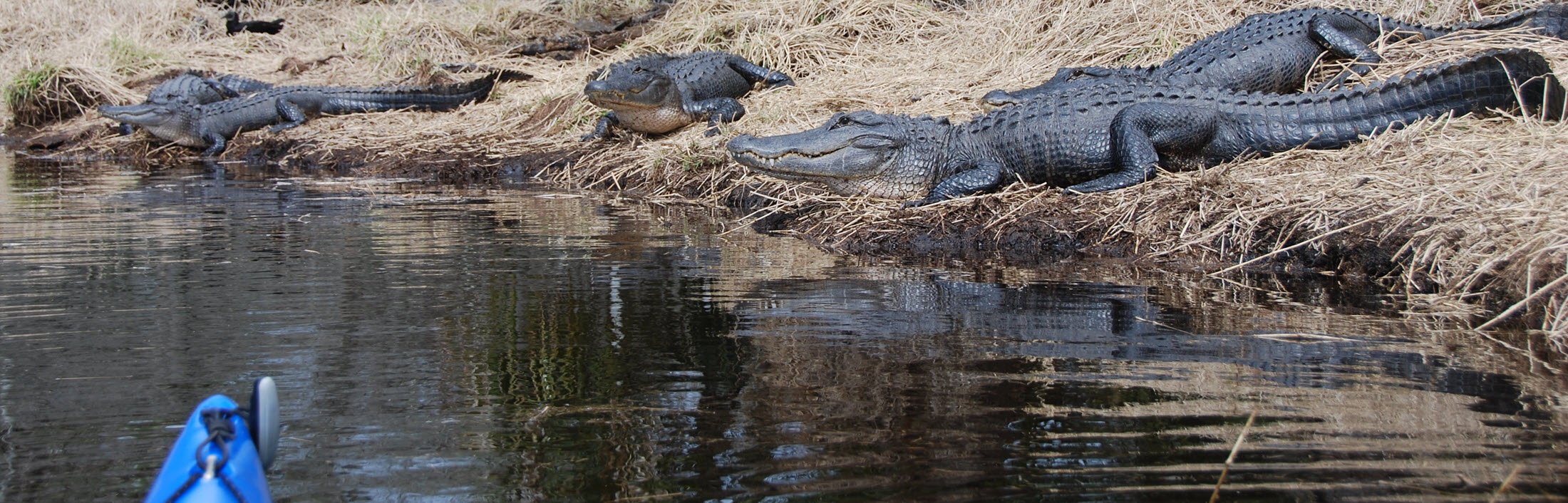 Myakka River Alligator Kayak Tour