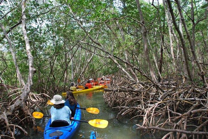 Kayaking Lido Key