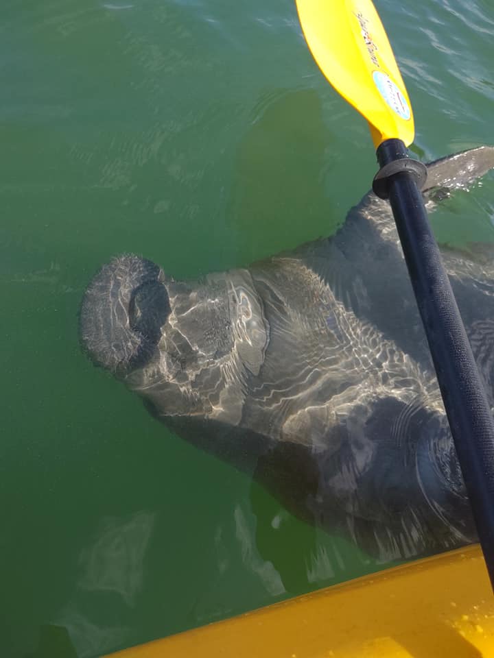 Perfect Adventure Kayak Tour