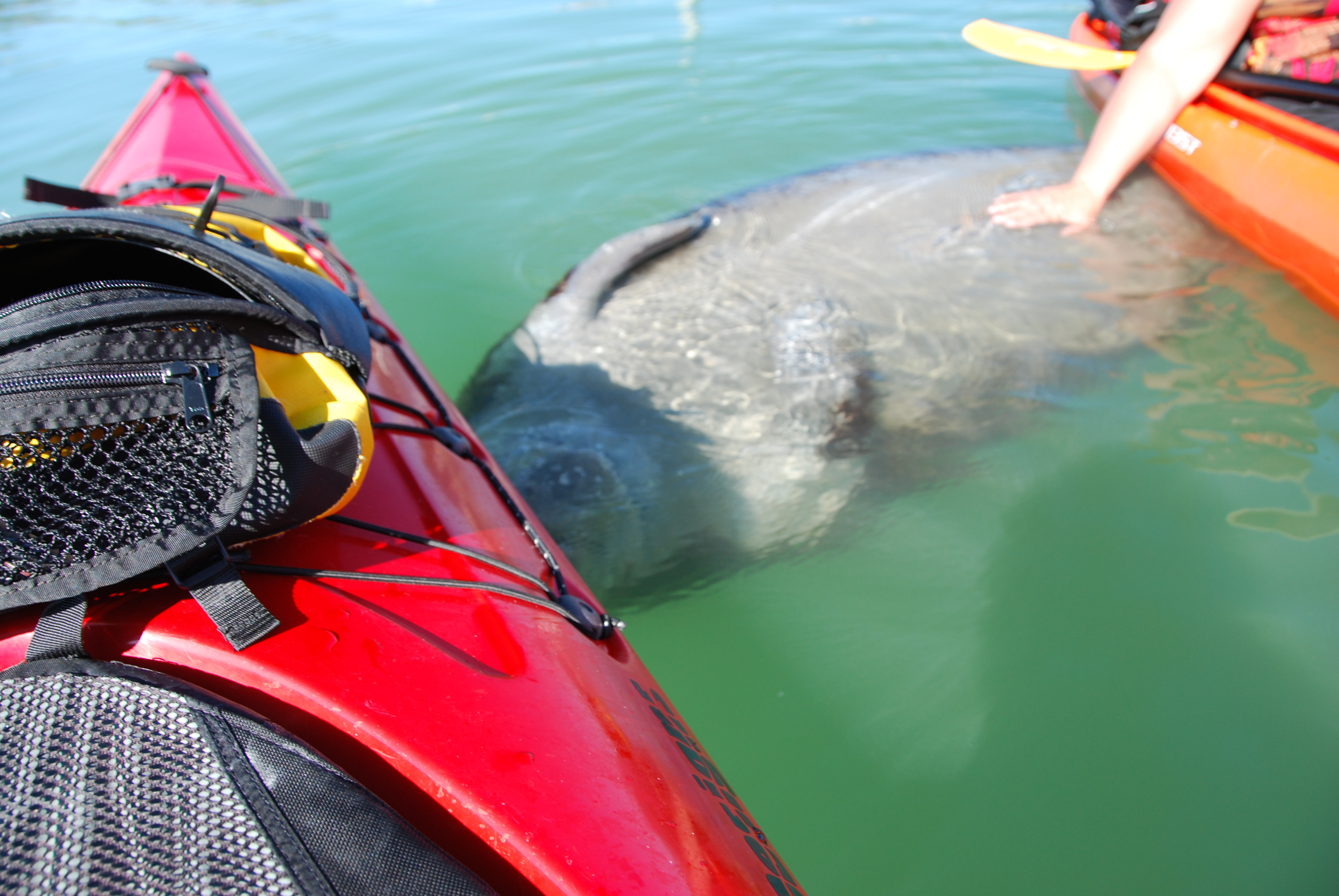 Kayak Tour